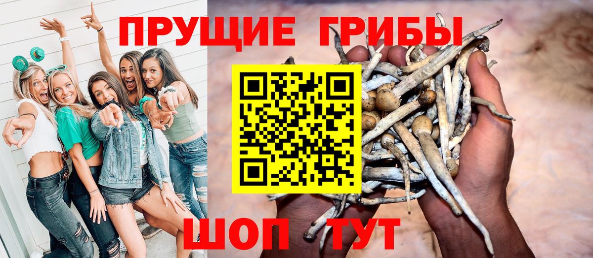 Галлюциногенные грибы Psilocybe Алейск